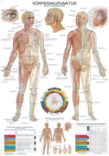 anatomische Lehrtafel Krperakupunktur 70 x 100 cm