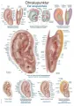 anatomische Lehrtafel Ohrakupunktur 70 x 100 cm