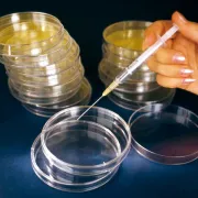 Einmal Kunststoff Petrischalen, steril oder unsteril